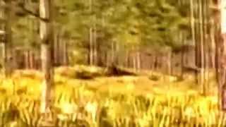 Bigfoot Shaking Tree in Florida wildlife preserve