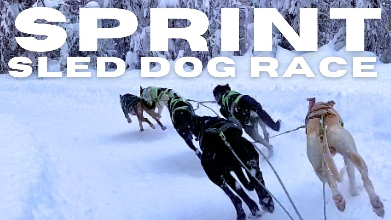 ASMR - Sprint Sled Dog Race. 19 MPH! Day 2 of racing Gold Run!