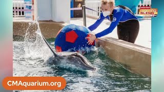 CLEARWATER MARINE AQUARIUM | MORNING BLEND