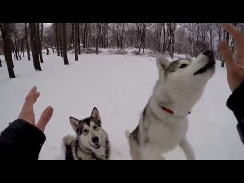 Самые умные собаки в мире / The Cleverest Dogs In The World