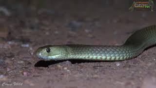 The DEADLY VENOMOUS BROWN SNAKE!🐍😱 Brown Snake + VENOMOUS Snake Bite First Aid!