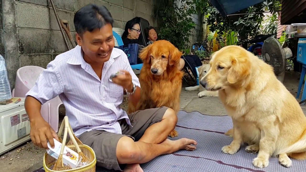 หมาบ้านนี้กินยา ต้องมีค่าจ้างGolden Retriever