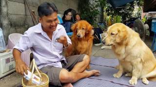 หมาบ้านนี้กินยา ต้องมีค่าจ้างGolden Retriever