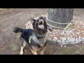 Protection Dog Training Barking On Command Protection Dog Training Barking On Command