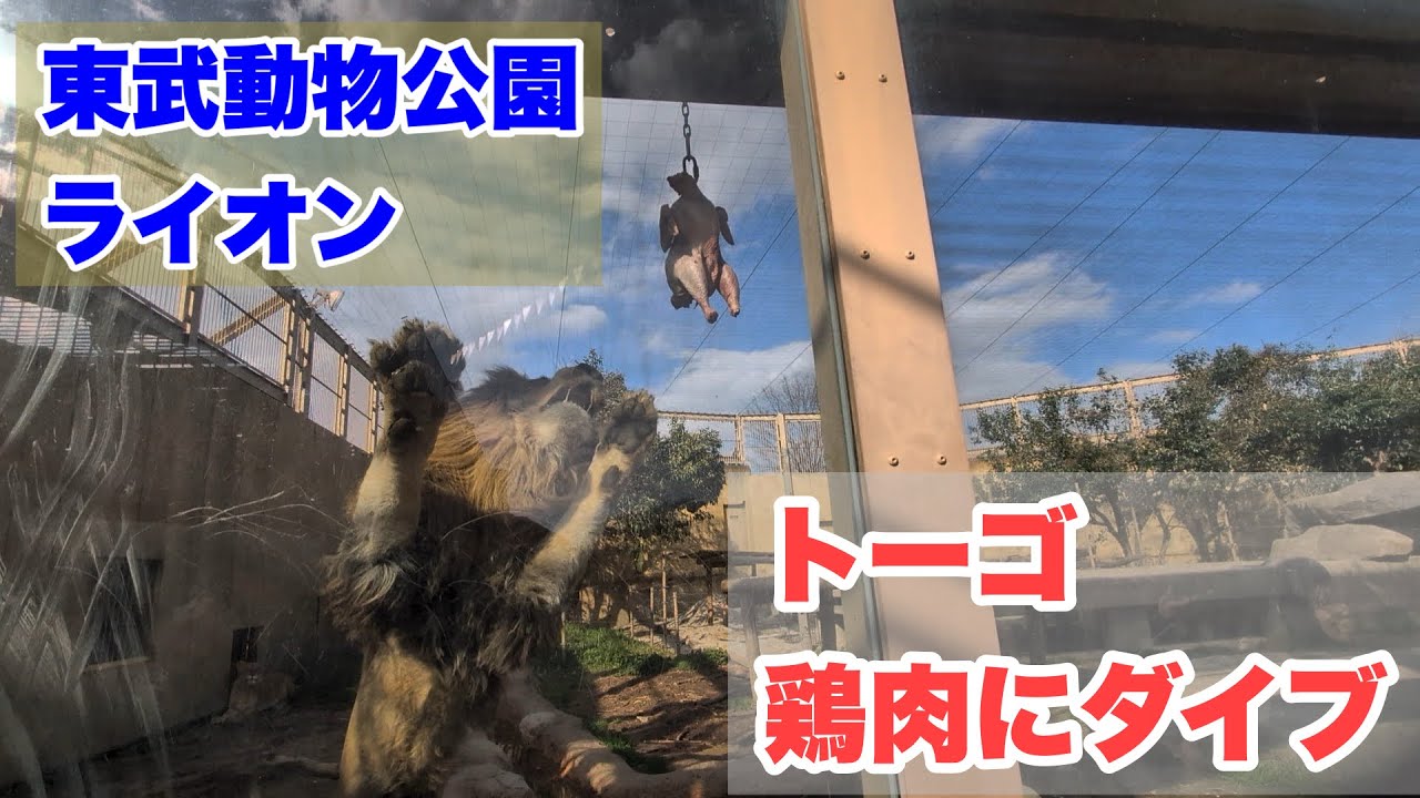 ライオンの「トーゴ」くんが鶏肉にダイブ 2025.03.20 東武動物公園