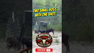 2 Hogs, 1 Shot! South Texas Hog Hunt #Shorts #brushbucksfire
