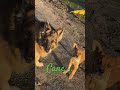 Cane