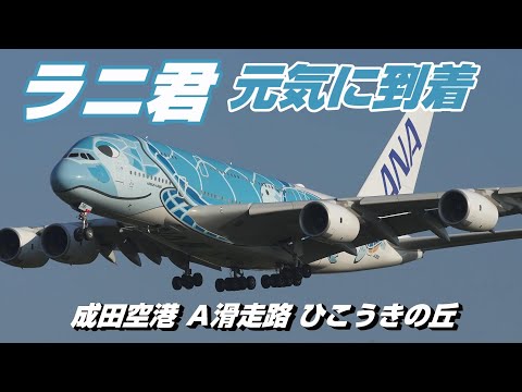 4K】成田空港 ひこうきの丘 全日空 超巨大旅客機 フライング・ホヌ
