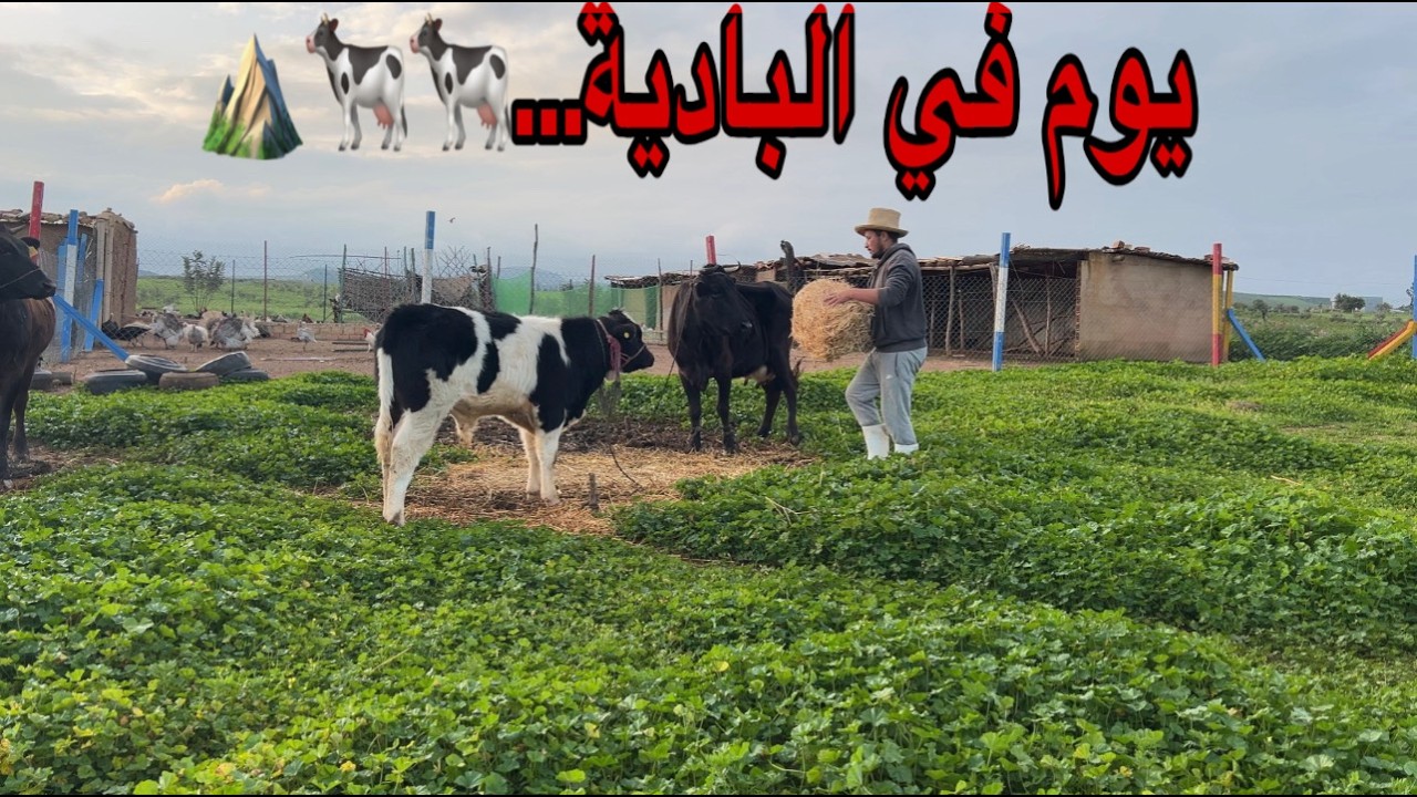 يوم من العمل في المزرعة مع الأبقار أجواء رائعة كيفاش دوزت الصباح في البادية مع الأبقار