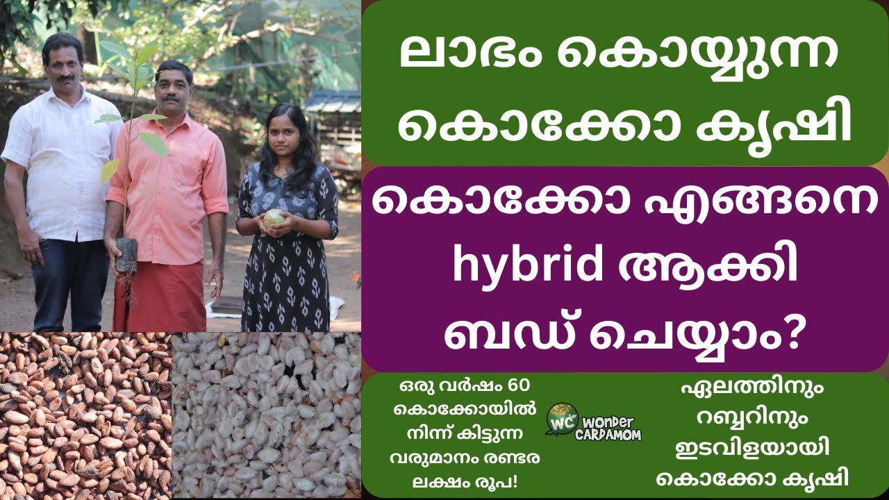 ലാഭം കൊയ്യുന്ന കൊക്കോ കൃഷി/ഒരു വർഷം 60 കൊക്കോയിൽ നിന്ന് കിട്ടുന്ന വരുമാനം രണ്ടര ലക്ഷം രൂപ!