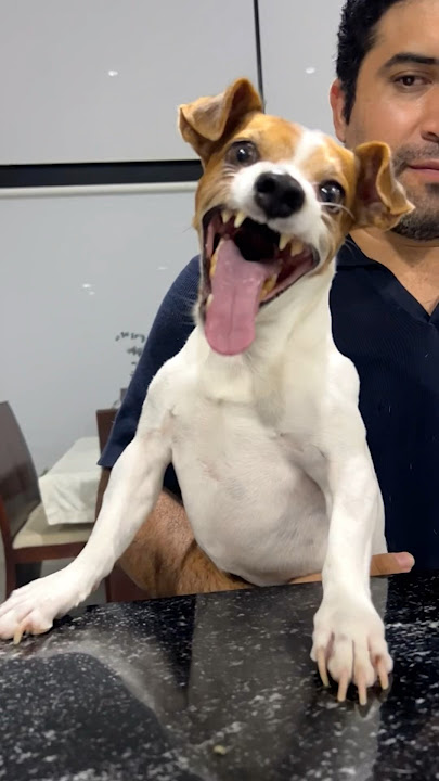 Laughing Dog Meme