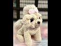 Custom Crochet Dog #giftideas #crochetanimal #etsyhandmade
