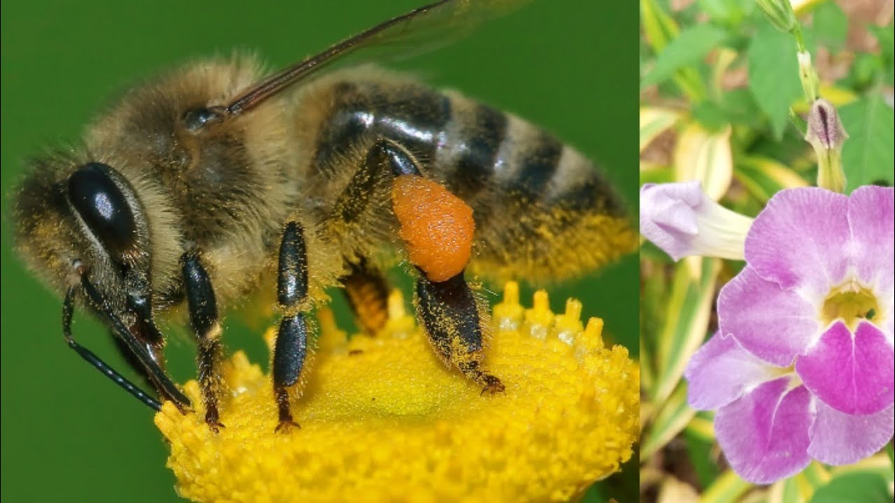 Nectar Collection Honeybee Nectar Collection process - YouTube