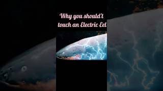 Why you shouldn't touch an Electric eel?
