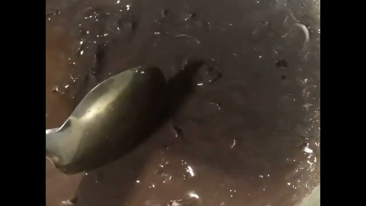 |dinuguan manok native|...