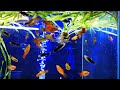 Assorted Platy - The Tropical Fish Shop