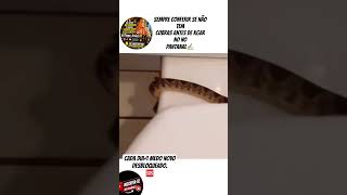 🆘🐍Nem cagar em paz se pode mais 🫣😂Créditos: Wesley Vania | MyHood