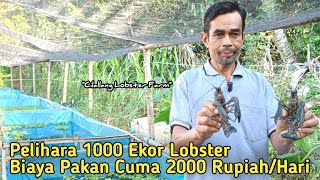 Hasilkan Uang dari Rumah Dengan Budidaya Lobster Air Tawar ! Permintaan Banyak, Harga Jual Mahal !