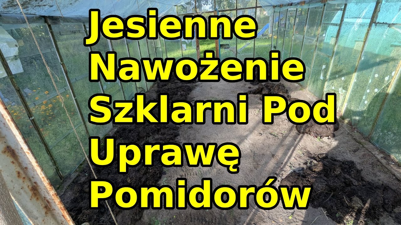 Jesienne nawożenie szklarni pod uprawę pomidorów