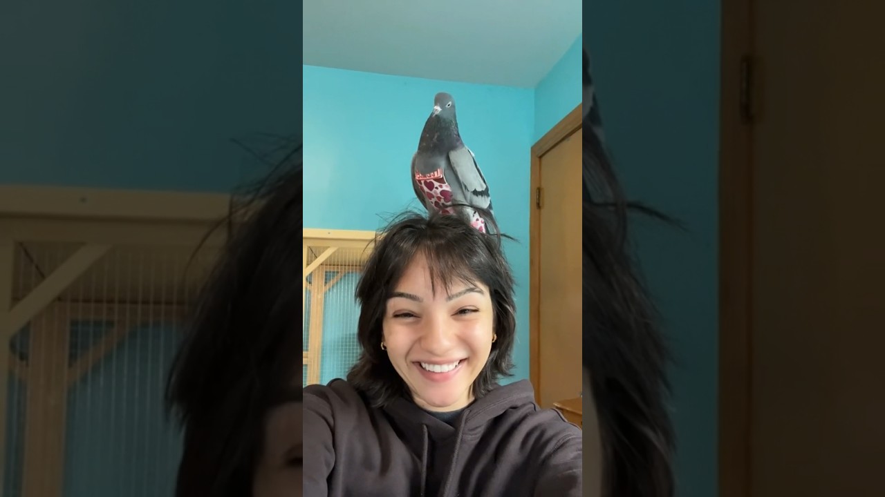 my pet pigeon messes up my hair 