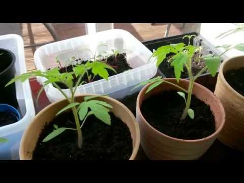Video: Tomaten: Vorbereitung Zum Pflanzen Von Setzlingen