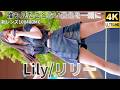 ①【4K/60p】Lily（Japanese idol group Lily）「あまいもんずフェス」niigo広場 2026年9月12日（土）