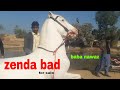 mandi ameen pur may nokri ghori for sale update baba nawaz by Nawaz bakra mandi channel