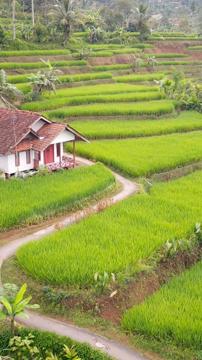 Rumah dengan pemandangan sawah yang indah khas jawa barat #suasanapedesaan #sunda