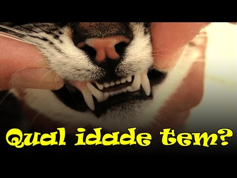 Vídeo: Quantos Dentes Os Gatos Têm?