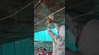 heatstock in birds kaise control kare pura video dekho #poultry #poultryfarm #poultryfarming