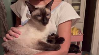 Siamese cat Quinn. Purring cat. by 俺はシャムだ。I am a Siamese cat. 797 views 6 months ago 2 minutes, 14 seconds