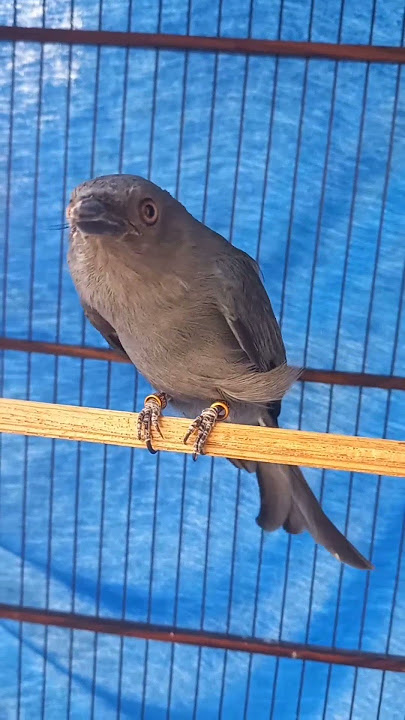 Burung awon awon/ srigunting abu, masteran mewah, masteran handal