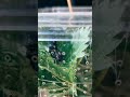 Raupen Verpuppung. #foryou #terrarium #reels #tiere #viralvideo #butterfly #insects