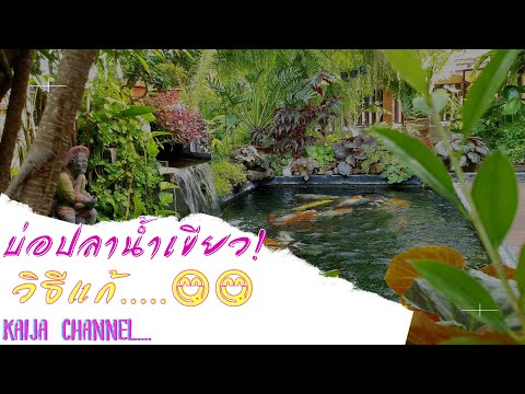 แก้ปัญหาบ่อปลาน้ำเขียว ง่ายๆสไตล์คน #จัดสวนเองเด้อ...