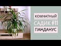 Комнатный садик #11. ПАНДАНУС. Пересадка