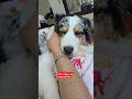 Simbaрџђ 2025 Pets Europeantravel Trending France Puppy Paris Doglife Simbaрџђ 2025 Pets Europeantravel Trending France Puppy Paris Doglife
