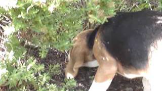 Beagle puppy digging