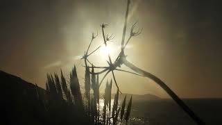 Dawn Gold