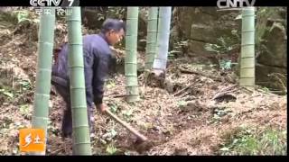 20150129 乡土 “山哈”的节日(上)