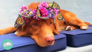 Gentle Dog Is Obsessed With Butterflies. They Sit On His Nose For Ages  | Cuddle Buddies