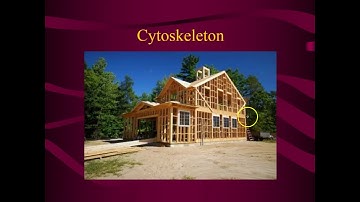 Cytoskeleton and Cellular Movement