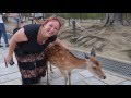 Japonsko 7 - Nara, Velký Budha / Japan 7 - Nara, Great Budha, Deer Park / 日本奈良 (2016)