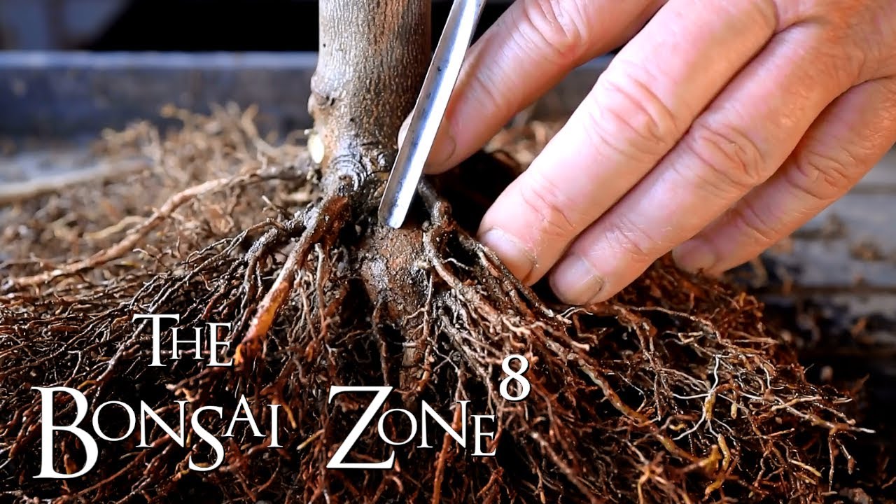 Donated lemon Tree Bonsai Update, the Bonsai Zone, Jan 2021