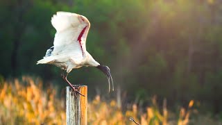 Relaxing Video #3 Australian White Ibis | Australian Wildlife 4K