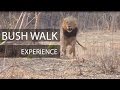 Bush walk experience in Africa