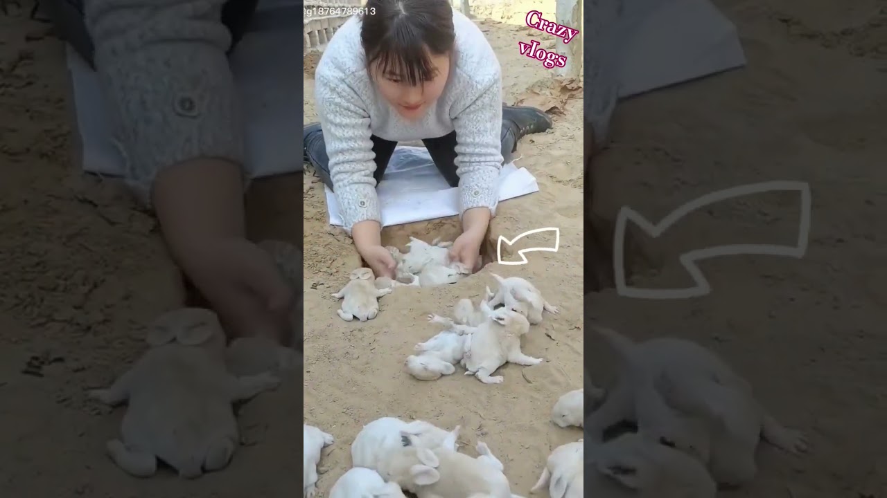 animal pet vIogs shorts 