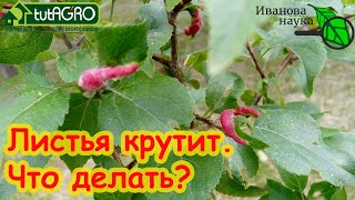 СДЕЛАЙТЕ ТАК и будете с урожаем! ЛИСТЬЯ КРУТЯТСЯ? Вот причина и вот что надо делать.