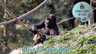 GORILLA MOOS AND FAMILY ON ADVENTURE by Liekes Shot Of Life 748 views 6 months ago 2 minutes, 39 seconds