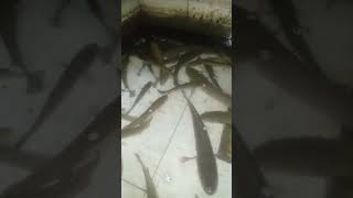 Gabus Maniak dangdut cover singer minang bayong memes jalanyangjauhjanganlupapulang