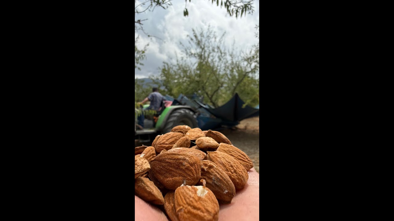 Recolección de almendras 100% real con Topavi M6 y Deuphar Agrofarm 425TB 🍂 Almond Harvest in action